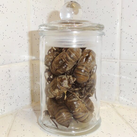 Glass Apothecary Oddity Jar with 13 Large Cicada Skins curiosity witchy goth - Picture 10 of 12